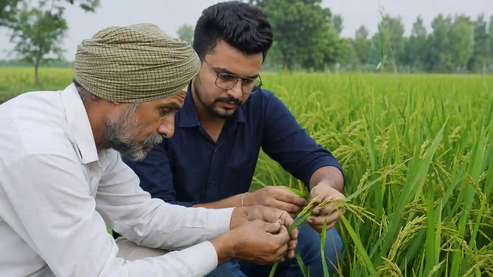 PAU ਨੇ ਝੋਨੇ ਵਿੱਚ ਚਿੱਟੀ ਪਿੱਠ ਵਾਲੇ ਟਿੱਡੇ ਤੋਂ ਬਚਾਅ ਲਈ ਐਡਵਾਈਜ਼ਰੀ ਜਾਰੀ, ਕਿਸਾਨਾਂ ਨੂੰ ਸਾਵਧਾਨ ਰਹਿਣ ਦੀ ਅਪੀਲ